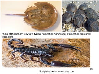 134
Photo of the bottom view of a typical horseshoe horseshoe-
crabs.com
Horseshoe crab shell
Scorpions www.to-tuscany.com
 