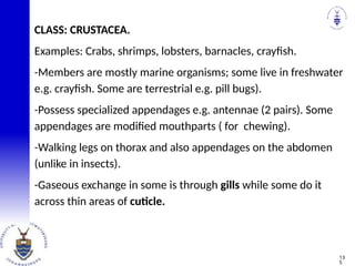 CLASS: CRUSTACEA.
Examples: Crabs, shrimps, lobsters, barnacles, crayfish.
-Members are mostly marine organisms; some live in freshwater
e.g. crayfish. Some are terrestrial e.g. pill bugs).
-Possess specialized appendages e.g. antennae (2 pairs). Some
appendages are modified mouthparts ( for chewing).
-Walking legs on thorax and also appendages on the abdomen
(unlike in insects).
-Gaseous exchange in some is through gills while some do it
across thin areas of cuticle.
13
5
 