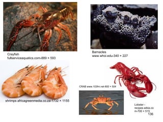 136
Barnacles
www.whoi.edu-340 × 227
Crayfish
fullserviceaquatics.com-889 × 593
Lobster -
recipes.wikia.co
m-700 × 515
shrimps africagreenmedia.co.za-1732 × 1155
CRAB www.103fm.net-800 × 504
 
