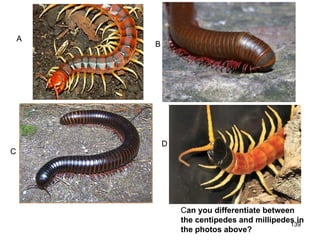 139
Can you differentiate between
the centipedes and millipedes in
the photos above?
A
B
C
D
 