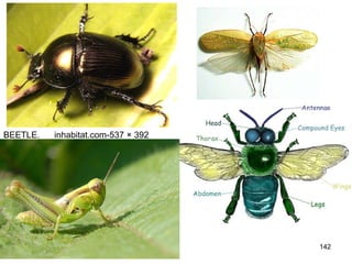 142
BEETLE. inhabitat.com-537 × 392
 