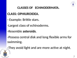 CLASS: OPHIUROIDEA.
- Example: Brittle stars.
-Largest class of echinoderms.
-Resemble asteroids.
-Possess central disk and long flexible arms for
swimming.
-They avoid light and are more active at night.
CLASSES OF ECHINODERMATA.
15
1
 
