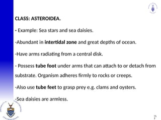 CLASS: ASTEROIDEA.
- Example: Sea stars and sea daisies.
-Abundant in intertidal zone and great depths of ocean.
-Have arms radiating from a central disk.
- Possess tube foot under arms that can attach to or detach from
substrate. Organism adheres firmly to rocks or creeps.
-Also use tube feet to grasp prey e.g. clams and oysters.
-Sea daisies are armless.
15
3
 