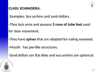 CLASS: ECHINOIDEA.
Examples: Sea urchins and sand dollars.
-They lack arms and possess 5 rows of tube feet used
for slow movement.
-They have spines that are adapted for eating seaweed.
-Mouth has jaw-like structures.
-Sand dollars are flat disks and sea urchins are spherical.
15
7
 