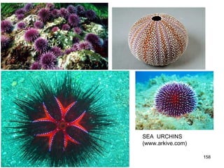 158
SEA URCHINS
(www.arkive.com)
 