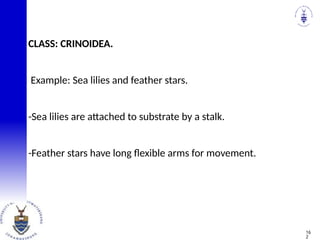 CLASS: CRINOIDEA.
Example: Sea lilies and feather stars.
-Sea lilies are attached to substrate by a stalk.
-Feather stars have long flexible arms for movement.
16
2
 