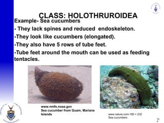 16
4
www.nmfs.noaa.gov
Sea cucumber from Guam, Mariana
Islands
Example- Sea cucumbers
- They lack spines and reduced endoskeleton.
-They look like cucumbers (elongated).
-They also have 5 rows of tube feet.
-Tube feet around the mouth can be used as feeding
tentacles.
CLASS: HOLOTHRUROIDEA
www.nature.com-180 × 232
Sea cucumbers
 
