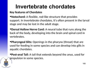 Invertebrate chordates
Key features of Chordates
•Notochord: A flexible, rod-like structure that provides
support. In invertebrate chordates, it's often present in the larval
stage and may be lost in the adult stage.
•Dorsal Hollow Nerve Cord: A neural tube that runs along the
back of the body, developing into the brain and spinal cord in
vertebrates.
•Pharyngeal Slits: Openings in the pharynx (throat) that are
used for feeding in some species and can develop into gills in
aquatic chordates.
•Post-anal Tail: A tail that extends beyond the anus, used for
propulsion in some species.
168
 