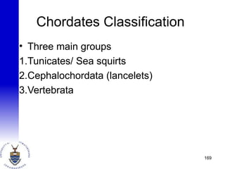 Chordates Classification
• Three main groups
1.Tunicates/ Sea squirts
2.Cephalochordata (lancelets)
3.Vertebrata
169
 