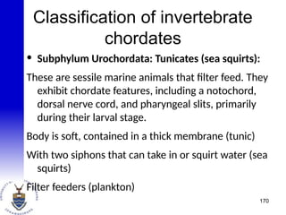 Classification of invertebrate
chordates
• Subphylum Urochordata: Tunicates (sea squirts):
These are sessile marine animals that filter feed. They
exhibit chordate features, including a notochord,
dorsal nerve cord, and pharyngeal slits, primarily
during their larval stage.
Body is soft, contained in a thick membrane (tunic)
With two siphons that can take in or squirt water (sea
squirts)
Filter feeders (plankton)
170
 