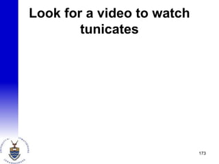 Look for a video to watch
tunicates
173
 