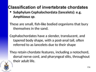 Classification of invertebrate chordates
• Subphylum Cephalochordata (lancelets): e.g.
Amphioxus sp.
These are small, fish-like bodied organisms that bury
themselves in the sand.
Cephalochordates have a slender, translucent, and
tapered body shape, with a post-anal tail, often
referred to as lancelets due to their shape
They retain chordate features, including a notochord,
dorsal nerve cord, and pharyngeal slits, throughout
their adult life.
174
 