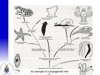 An example of a phylogenetic tree
31
 