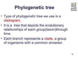 33
Phylogenetic tree
• Type of phylogenetic tree we use is a
cladogram.
• It is a tree that depicts the evolutionary
relationships of each group(taxon)through
time.
• Each branch represents a clade, a group
of organisms with a common ancestor.
 