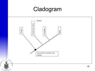 Cladogram
Reptiles
Turtles
Lizards
and
snakes
Crocodiles
Last common ancestor of all
reptiles.
Birds
48
 