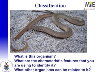 Classification
What is this organism?
What are the characteristic features that you
are using to identify it?
What other organisms can be related to it?
5
 