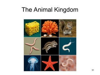 The Animal Kingdom
51
 