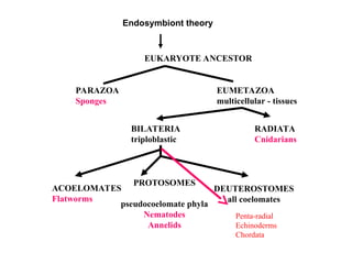 EUKARYOTE ANCESTOR
PARAZOA
Sponges
EUMETAZOA
multicellular - tissues
RADIATA
Cnidarians
BILATERIA
triploblastic
PROTOSOMES
pseudocoelomate phyla
Nematodes
Annelids
DEUTEROSTOMES
all coelomates
ACOELOMATES
Flatworms
Penta-radial
Echinoderms
Chordata
Endosymbiont theory
 