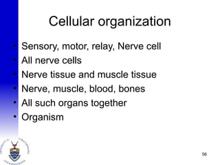 Cellular organization
• Sensory, motor, relay, Nerve cell
• All nerve cells
• Nerve tissue and muscle tissue
• Nerve, muscle, blood, bones
• All such organs together
• Organism
56
 