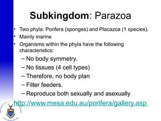 Subkingdom: Parazoa
• Two phyla: Porifera (sponges) and Placazoa (1 species).
• Mainly marine
• Organisms within the phyla have the following
characteristics:
– No body symmetry.
– No tissues (4 cell types)
– Therefore, no body plan
– Filter feeders.
– Reproduce both sexually and asexually
http://www.mesa.edu.au/porifera/gallery.asp
 