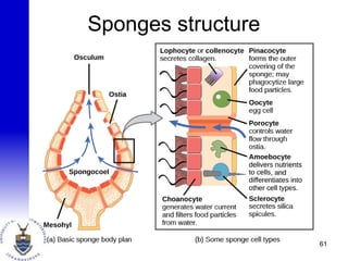 Sponges structure
61
 