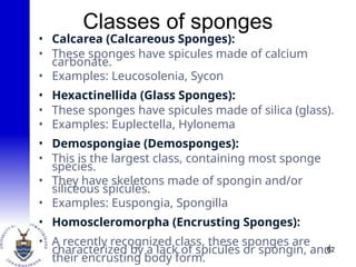 Classes of sponges
• Calcarea (Calcareous Sponges):
• These sponges have spicules made of calcium
carbonate.
• Examples: Leucosolenia, Sycon
• Hexactinellida (Glass Sponges):
• These sponges have spicules made of silica (glass).
• Examples: Euplectella, Hylonema
• Demospongiae (Demosponges):
• This is the largest class, containing most sponge
species.
• They have skeletons made of spongin and/or
siliceous spicules.
• Examples: Euspongia, Spongilla
• Homoscleromorpha (Encrusting Sponges):
• A recently recognized class, these sponges are
characterized by a lack of spicules or spongin, and
their encrusting body form.
62
 