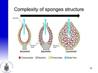 Complexity of sponges structure
63
 