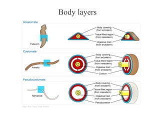 Body layers
 