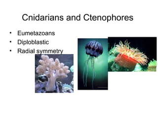 Cnidarians and Ctenophores
• Eumetazoans
• Diploblastic
• Radial symmetry
 