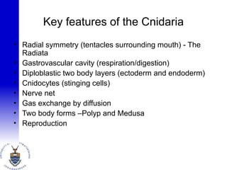 Key features of the Cnidaria
• Radial symmetry (tentacles surrounding mouth) - The
Radiata
• Gastrovascular cavity (respiration/digestion)
• Diploblastic two body layers (ectoderm and endoderm)
• Cnidocytes (stinging cells)
• Nerve net
• Gas exchange by diffusion
• Two body forms –Polyp and Medusa
• Reproduction
 