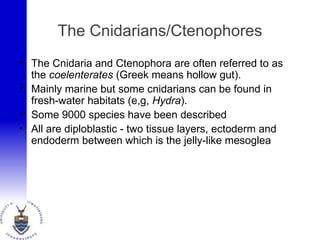 The Cnidarians/Ctenophores
• The Cnidaria and Ctenophora are often referred to as
the coelenterates (Greek means hollow gut).
• Mainly marine but some cnidarians can be found in
fresh-water habitats (e,g, Hydra).
• Some 9000 species have been described
• All are diploblastic - two tissue layers, ectoderm and
endoderm between which is the jelly-like mesoglea
 