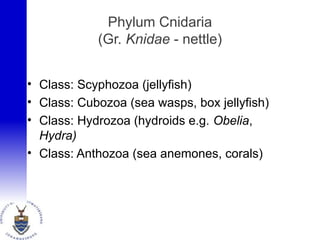 Phylum Cnidaria
(Gr. Knidae - nettle)
• Class: Scyphozoa (jellyfish)
• Class: Cubozoa (sea wasps, box jellyfish)
• Class: Hydrozoa (hydroids e.g. Obelia,
Hydra)
• Class: Anthozoa (sea anemones, corals)
 
