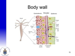 Body wall
72
 
