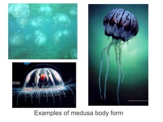 Examples of medusa body form
 