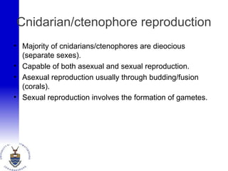 Cnidarian/ctenophore reproduction
• Majority of cnidarians/ctenophores are dieocious
(separate sexes).
• Capable of both asexual and sexual reproduction.
• Asexual reproduction usually through budding/fusion
(corals).
• Sexual reproduction involves the formation of gametes.
 