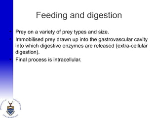 Feeding and digestion
• Prey on a variety of prey types and size.
• Immobilised prey drawn up into the gastrovascular cavity
into which digestive enzymes are released (extra-cellular
digestion).
• Final process is intracellular.
 