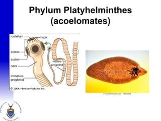Phylum Platyhelminthes
(acoelomates)
 