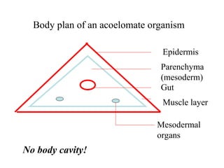 Gut
Body plan of an acoelomate organism
Parenchyma
(mesoderm)
Epidermis
Muscle layer
Mesodermal
organs
No body cavity!
 