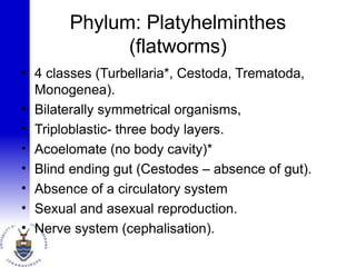 • 4 classes (Turbellaria*, Cestoda, Trematoda,
Monogenea).
• Bilaterally symmetrical organisms,
• Triploblastic- three body layers.
• Acoelomate (no body cavity)*
• Blind ending gut (Cestodes – absence of gut).
• Absence of a circulatory system
• Sexual and asexual reproduction.
• Nerve system (cephalisation).
Phylum: Platyhelminthes
(flatworms)
 