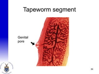 Tapeworm segment
89
Genital
pore
 