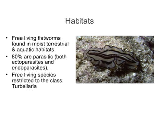 Habitats
• Free living flatworms
found in moist terrestrial
& aquatic habitats
• 80% are parasitic (both
ectoparasites and
endoparasites).
• Free living species
restricted to the class
Turbellaria
 