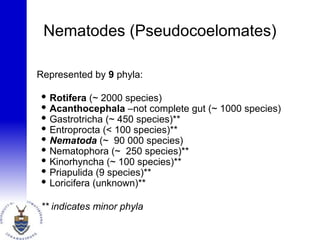 Nematodes (Pseudocoelomates)
 Represented by 9 phyla:
 Rotifera (~ 2000 species)
 Acanthocephala –not complete gut (~ 1000 species)
 Gastrotricha (~ 450 species)**
 Entroprocta (< 100 species)**
 Nematoda (~ 90 000 species)
 Nematophora (~ 250 species)**
 Kinorhyncha (~ 100 species)**
 Priapulida (9 species)**
 Loricifera (unknown)**
** indicates minor phyla
 