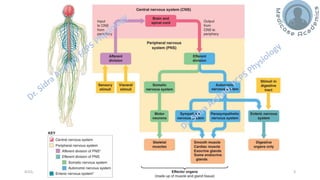Introduction to the Physiology of Central Nervous System | PDF