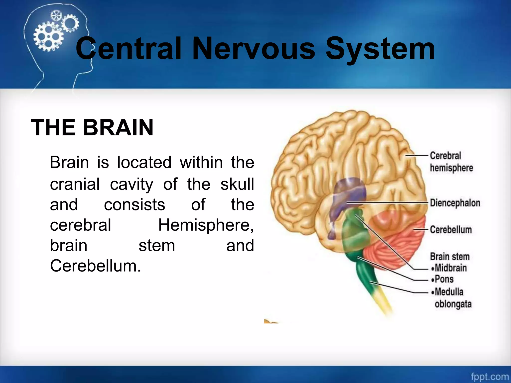 Cns Introduction Introduction to cns pharmacology | PPTX