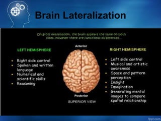 Brain Lateralization
 