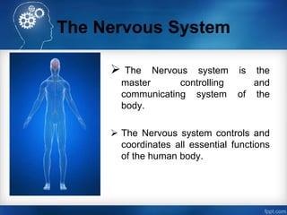 The Nervous System
 The Nervous system is the
master controlling and
communicating system of the
body.
 The Nervous syst...