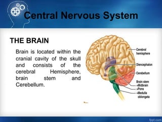 Central Nervous System
THE BRAIN
Brain is located within the
cranial cavity of the skull
and consists of the
cerebral Hemi...
