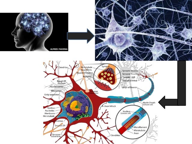 Introduction To Neuropharmacology Introduction To Neuropharmacology