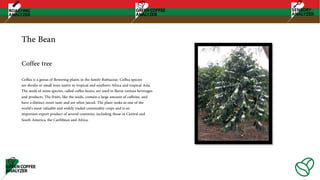 The Bean
Coffea is a genus of flowering plants in the family Rubiaceae. Coffea species
are shrubs or small trees native to tropical and southern Africa and tropical Asia.
The seeds of some species, called coffee beans, are used to flavor various beverages
and products. The fruits, like the seeds, contain a large amount of caffeine, and
have a distinct sweet taste and are often juiced. The plant ranks as one of the
world's most valuable and widely traded commodity crops and is an
important export product of several countries, including those in Central and
South America, the Caribbean and Africa.
Coffee tree
 