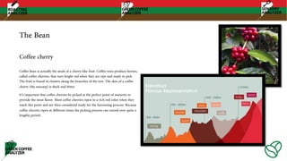 The Bean
Coffee bean is actually the seeds of a cherry-like fruit. Coffee trees produce berries,
called coffee cherries, that turn bright red when they are ripe and ready to pick.
The fruit is found in clusters along the branches of the tree. The skin of a coffee
cherry (the exocarp) is thick and bitter.
It’s important that coffee cherries be picked at the perfect point of maturity to
provide the most flavor. Most coffee cherries ripen to a rich red color when they
reach this point and are then considered ready for the harvesting process. Because
coffee cherries ripen at different times the picking process can extend over quite a
lengthy period.
Coffee cherry
 